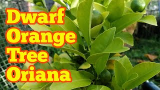 Dwarf Orange Tree Oriana Calamondin In Fruit  Allotment Garden Fruit Orchard [upl. by Adena]