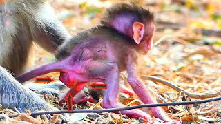 Congrats Little Baby Cute When to Trying First Step On The Ground With Old Mother Teaching [upl. by Lucais620]