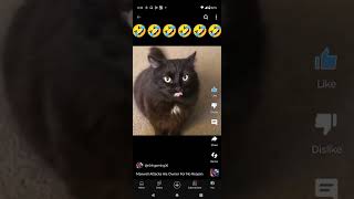 Maxwell The Cat Attacks Camera 📸 in a deeper voice [upl. by Liag]