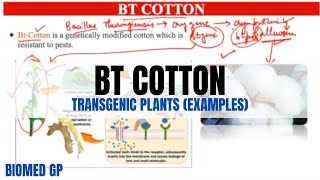 Bt Cotton  Easy explanation  Transgenic plants [upl. by Emanuela51]