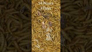 100000 Mealworms Eating Chickens Heart timelapse insecteating mealwormseating mealworms [upl. by Vedette]