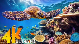 4K UNDERWATER WONDERS 60FPS  Tropical Fish Coral Reef  Relaxing Music amp Colorful Sea Life [upl. by Narual]