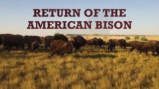 Return of the American Bison [upl. by Marianna20]