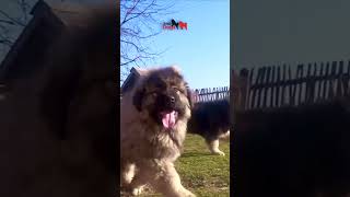 Grizzly as a baby dog jozodogs puppy pets caucasianshepherd bigdog nature [upl. by Bliss]