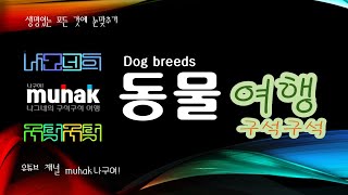 개 품종 풍산개Pungsan DogCanis familiaris [upl. by Hegyera]