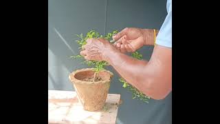 Making a Kamini bonsai semi cascade [upl. by Orodisi]