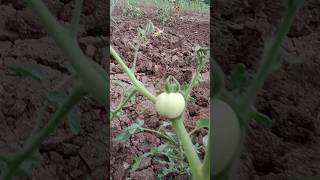 New technique for tomato tree growing plants farmer tamator [upl. by Akena]