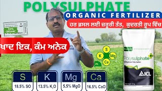 ਚਾਰ ਤੱਤਾਂ ਵਾਲੀ ਕੁਦਰਤੀ ਖਾਦ ICL polysulphate use in paddy cotton crop [upl. by Elkin863]