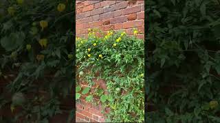 Clematis tangutica Golden clematis attractive flower and seed heads plantingideas gardeningtips [upl. by Burt363]