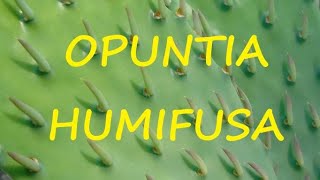 Opuntia humifusa 🌵🌵🌵 [upl. by Aekahs899]