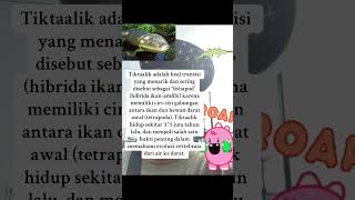 Tiktaalik shorts tofu education discovery tiktaalik bahasa indonesia [upl. by Leavitt]