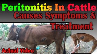 Peritonitis In Cattle  Causes Clinical Signs amp Treatment Of Peritonitis In Cattle  Actual Video [upl. by Maidy]