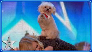 PERFORMING DOG Trip Hazard wins Judges HEARTS  Unforgettable Audition  Britains Got Talent [upl. by Euqinot]