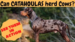 Can CATAHOULA LEOPARD DOGS herd CattleCows Watch it yourself [upl. by Stasny]