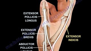 Extensor Muscles Of The Thumb  Everything You Need To Know  Dr Nabil Ebraheim [upl. by Olsen502]