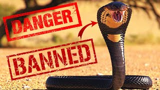 Top 10 Biggest Snakes In The World  Venomous snake [upl. by Condon]