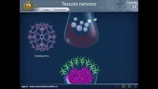 Istologia 22  Nervoso parte 2 [upl. by Audri]