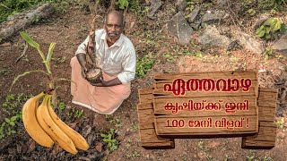 ഏത്തവാഴ കൃഷി ചെയ്യേണ്ട ശരിയായ രീതി  Ethavazha Krishi In Malayalam  Vazha Cultivation Tips [upl. by Lambertson]