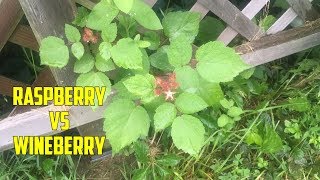 How to Decide Between Planting Raspberries or Wineberries [upl. by Eissirk107]