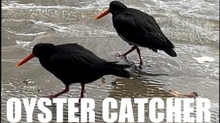 What are OysterCatchers 🦪🐦‍⬛ NewZealand Native birds newzealand birds animals [upl. by Fotzsyzrk]