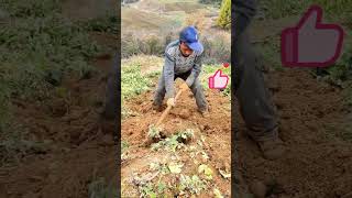 The process of digging up hyssop [upl. by Ymrots]