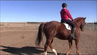 Dressage Horse Training Working on Turn on the Haunches [upl. by Gwyneth]