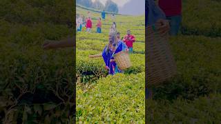 Ooty 3 days itinerary  వర్షాకాలం లో ఊటీ అందం చూడండి  UshakiranAmbati  TravelWithUshakiran [upl. by Eon]