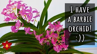 Barbie Pink Orchid in bloom  Orchid Favourites July 2023 [upl. by Leffen]