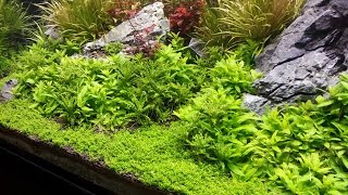 Planted tank  Tank Balance amp nutrient dosing outdated check website instead [upl. by Makell]