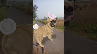 Puppy Dance catdancedogdance dancevideo [upl. by Gio360]