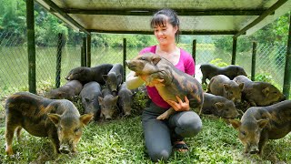 Building Pig Farm with Iron Fence Go To Countryside Market Buy Piglets to Raise  Free Bushcraft [upl. by Ainuj326]