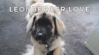 A Leonberger Love [upl. by Yelkreb]