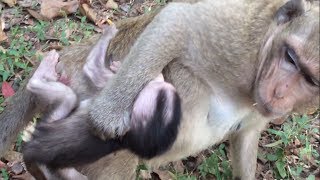 Mother of Baby Monkey Angry Baby Monkey Because Shes Very Hungry [upl. by Avirt]