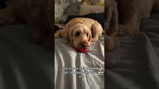 Word cockerpoo puppy shorts shortsvideo [upl. by Deonne412]