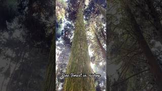 Pine Forest in Rishop shortvideo scenicviews pineforest [upl. by Shakti]