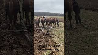 Amish Man Plowing [upl. by Ardnuassak153]