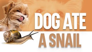 My Dog Ate A Snail  What Should I Do [upl. by Elda]