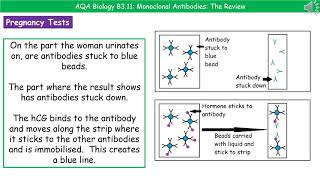 AQA Biology B311  Monoclonal Antibodies [upl. by Dahc68]