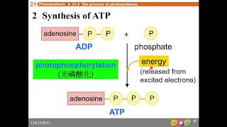 HKDSE Biology  Photosynthesis  Part 2 [upl. by Odetta]