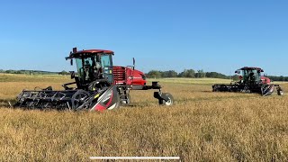 2x MacDon Swathers Windrowing A Relatively Thin Grass Crop Sonesson Bialitt AB 4K [upl. by Adrahc]