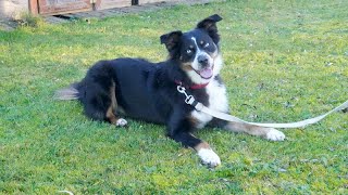 Vergabefilm FLASH  15 Jahre junger Australian Shepherd [upl. by Hauser]