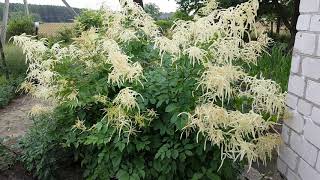 Куст Арункус или Волжанка  Aruncus dioicus [upl. by Ahsaten]