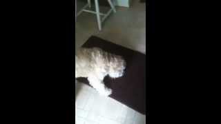 Wheaten Terrier Keeps Falling Down [upl. by Schwab794]