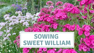 How To Sow Sweet William Seeds  Dianthus Barbatus [upl. by Descombes]