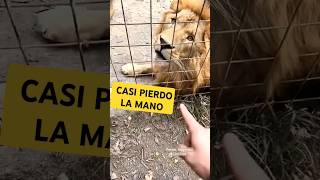 LEON shorts perrosmuca perro cariñoso animales humor video popular [upl. by Seldon499]