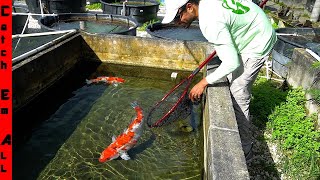 FISH LAYING 1000s of EGGS All over EXPENSIVE PONDS [upl. by Okun]