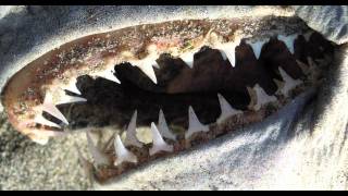 Salmon Shark Teeth [upl. by Chad]