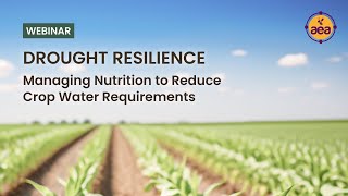 Drought Resilience Managing Nutrition to Reduce Crop Water Requirements [upl. by Queri]