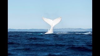 Migaloo  White Whale spotted on board Spirit [upl. by Nujra]