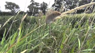 Harvest mice in Cheshire [upl. by Naiva625]